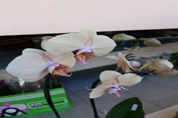 Foto - Curso de Manejo de Orquídeas - Realizado em 26/05/2019