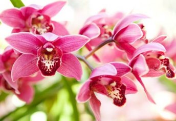 Exposição de Orquídeas e Curso de Manejo